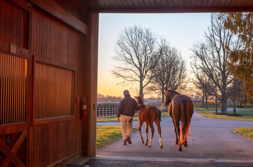 Stonestreet Farm